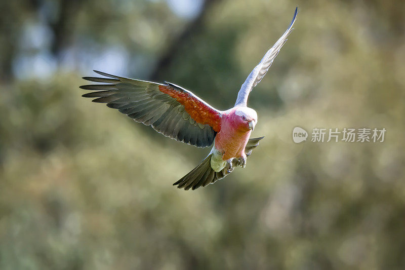 飞行杆(Eolophus roseicapilla)